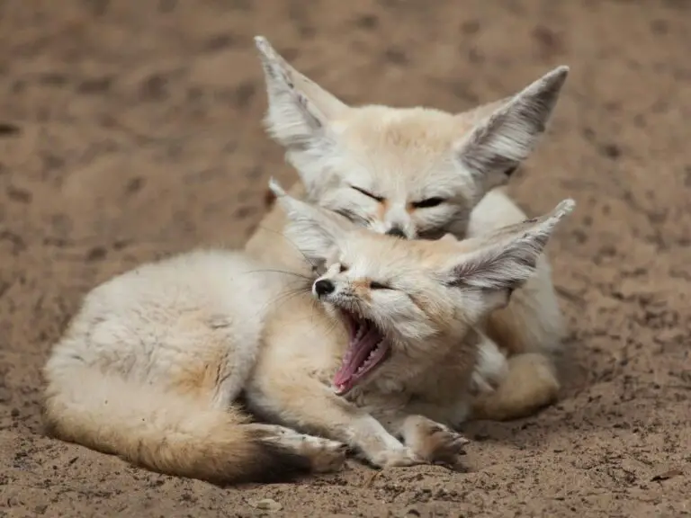 Adaptations of a Fennec Fox - Behavioral, Structural & Physiological