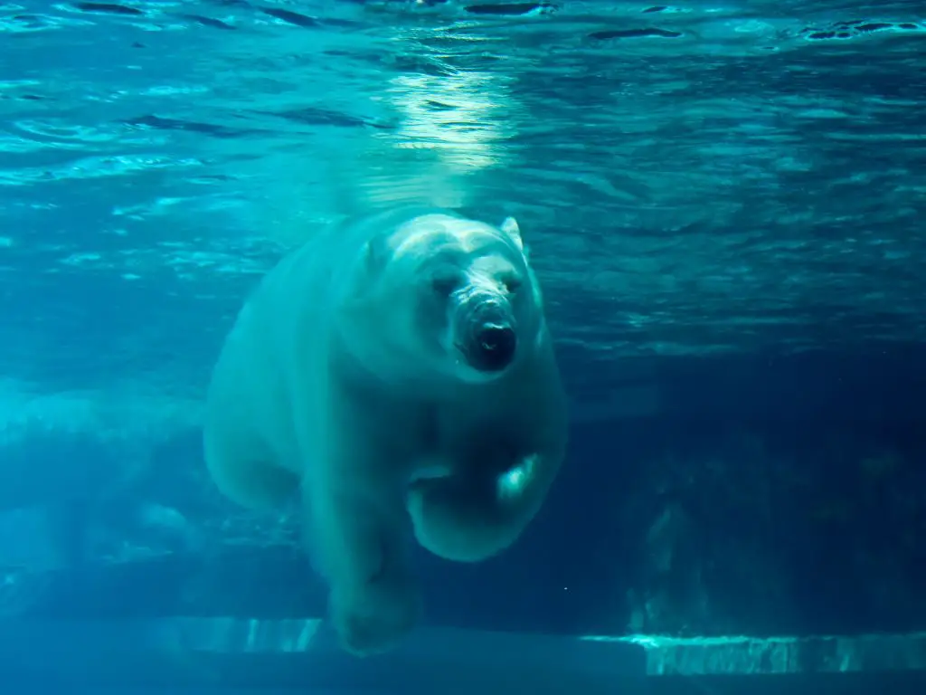 Physiological Adaptations Of A Polar Bear