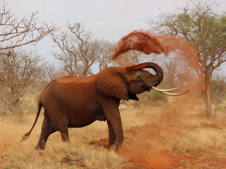 Adaptations Of An Elephant - Behavioral, Structural & Physiological