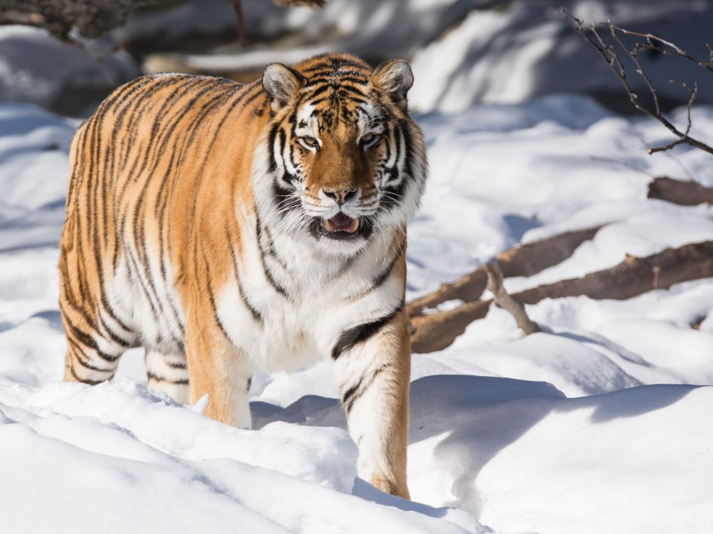 Reasons why siberian tigers are endangered