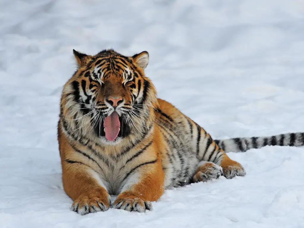 Siberian tiger