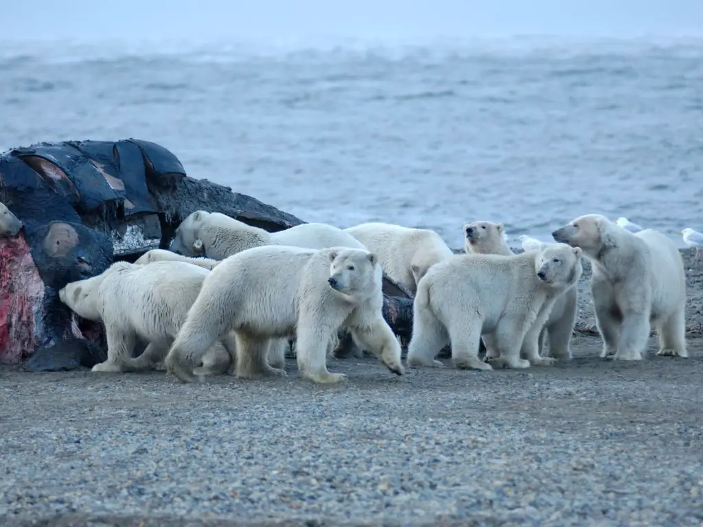 Social behavior of polar bears