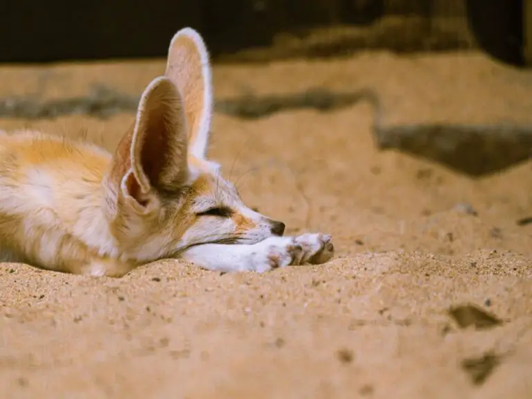 Adaptations of a Fennec Fox - Behavioral, Structural & Physiological