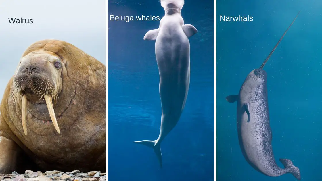 Walrus, beluga whales and narwhals