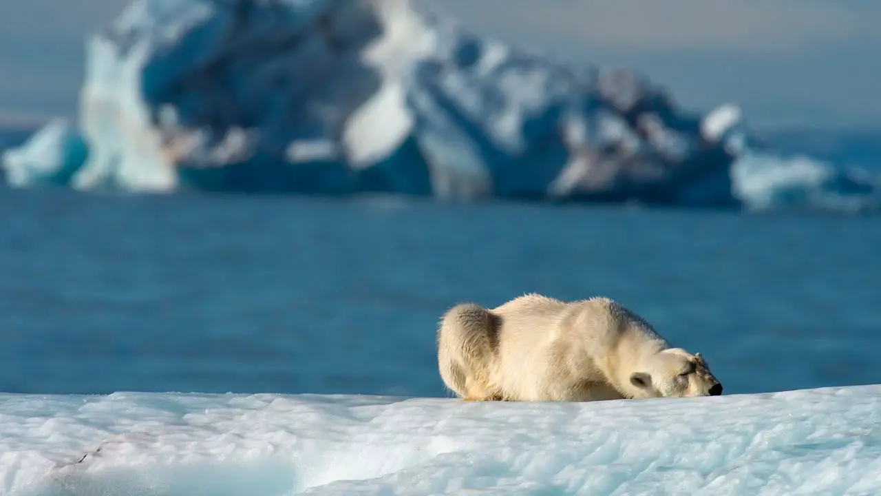 What biome do polar bears live in