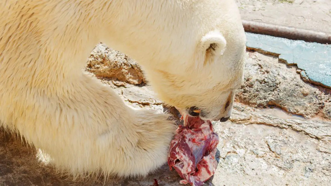 What do polar bears eat in captivity