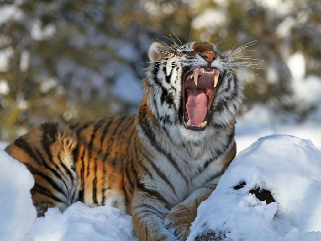 What is being done to protect Siberian tigers