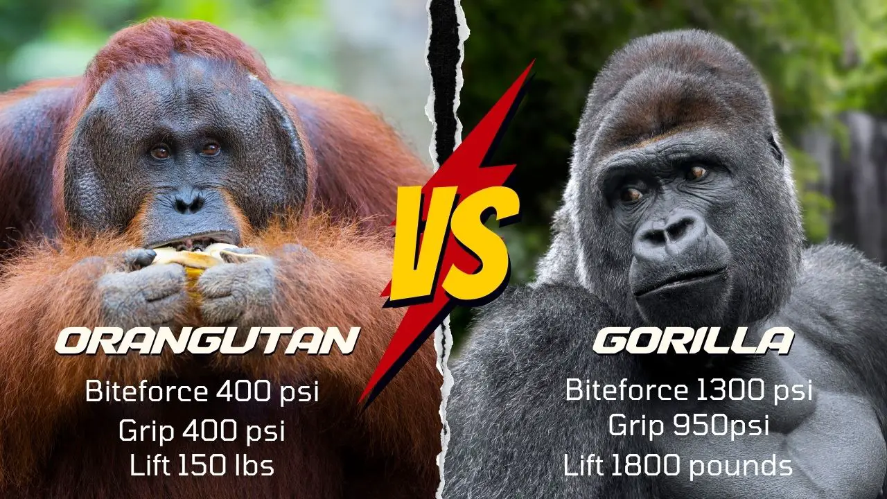 What's stronger an orangutan or a gorilla
