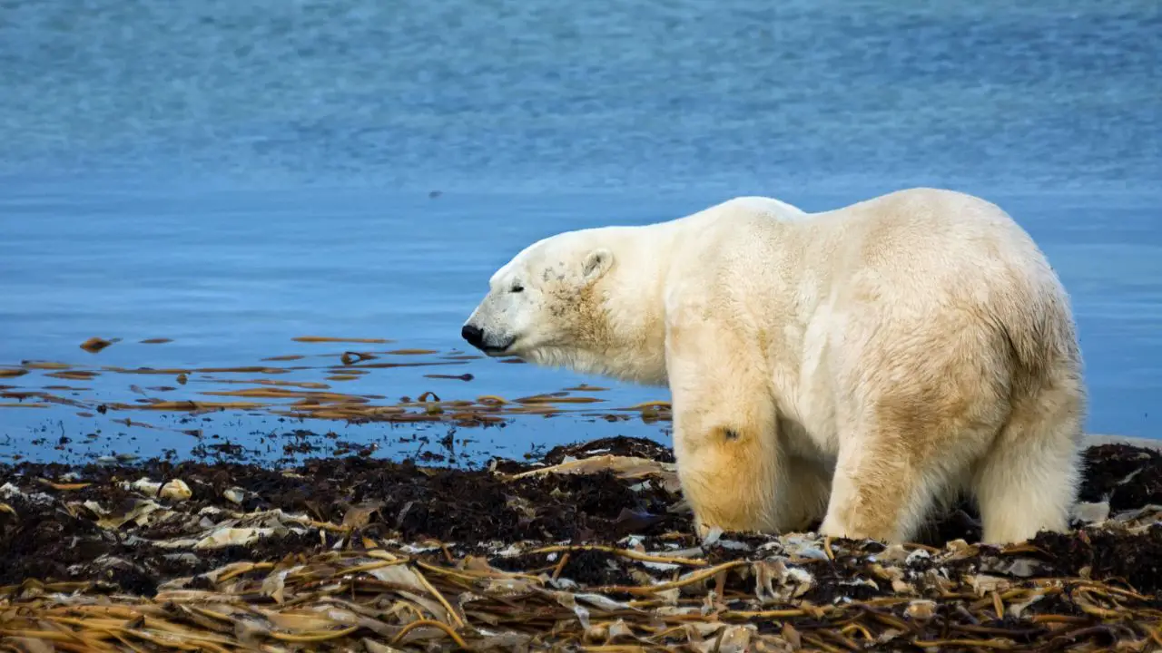Where do polar bears live in Alaska