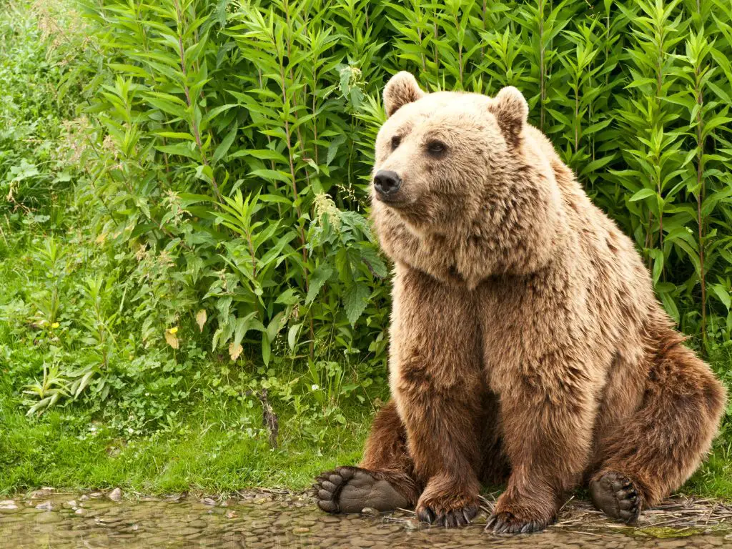 Why are kodiak bears so big