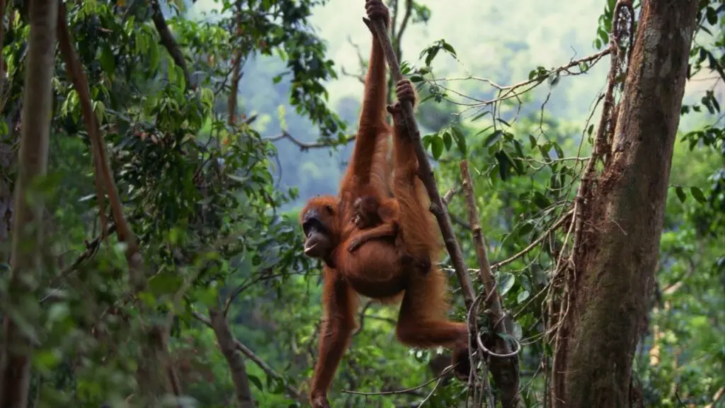 How Strong Are Orangutans | Orangutans Strength - Zooologist