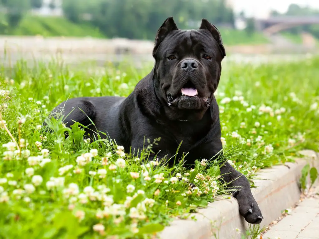 Why cane corso bite force is so strong