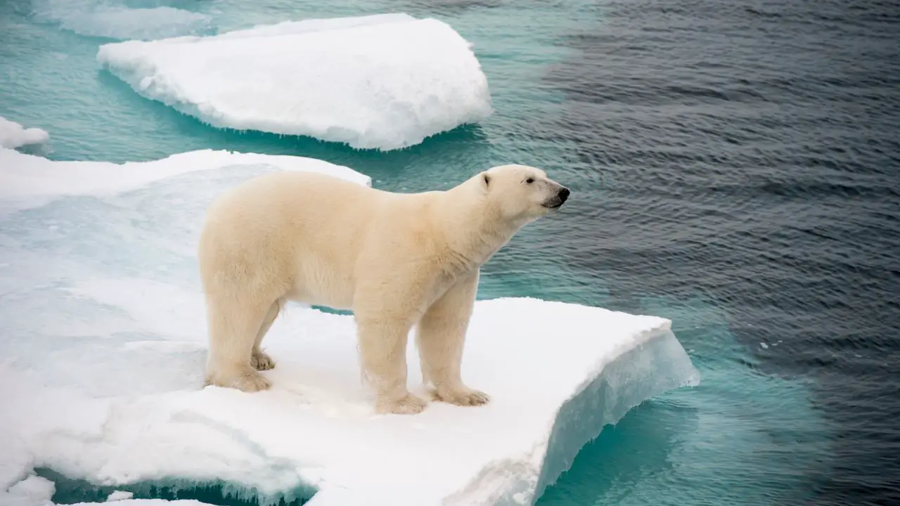 Why do polar bears live in the arctic