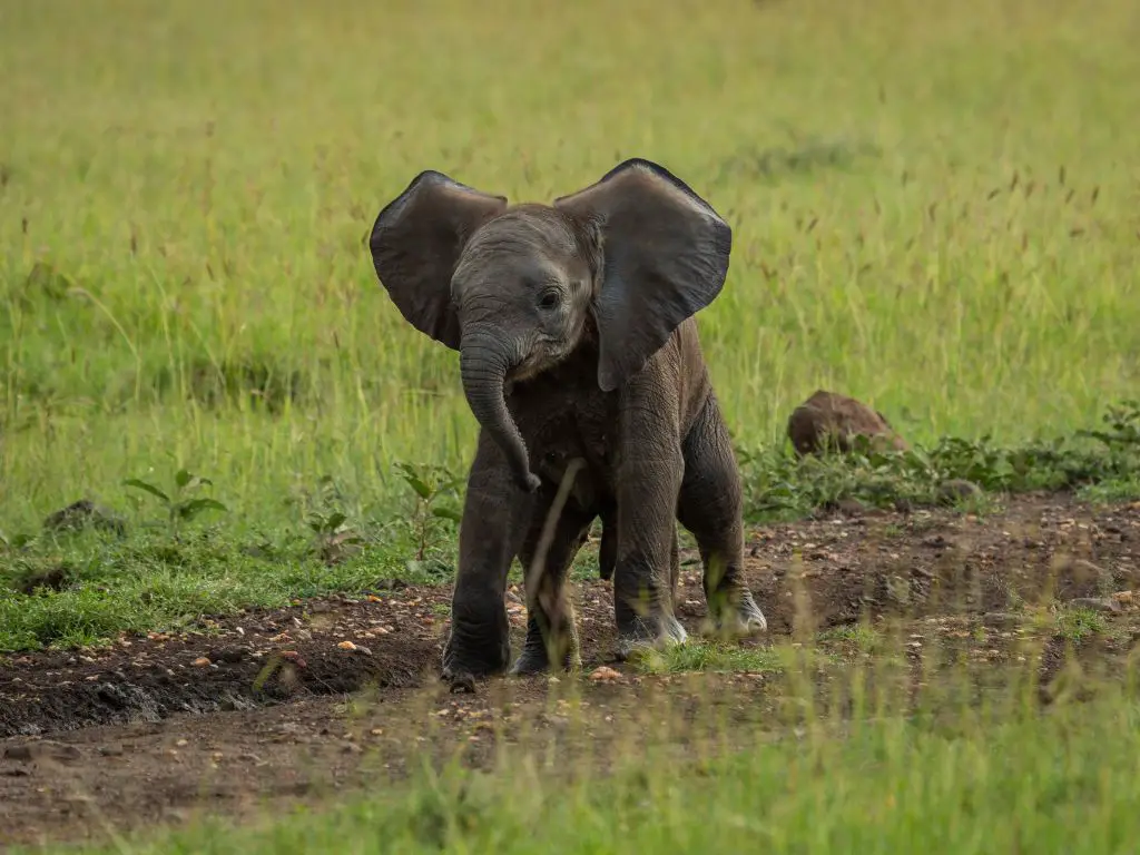 Why is an elephant pregnant for so long