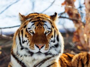 Why siberian tigers are endangered