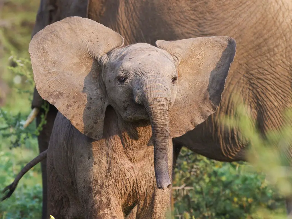 baby elephant