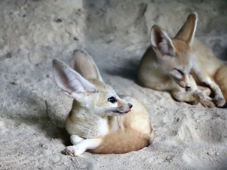 Adaptations of a Fennec Fox - Behavioral, Structural & Physiological