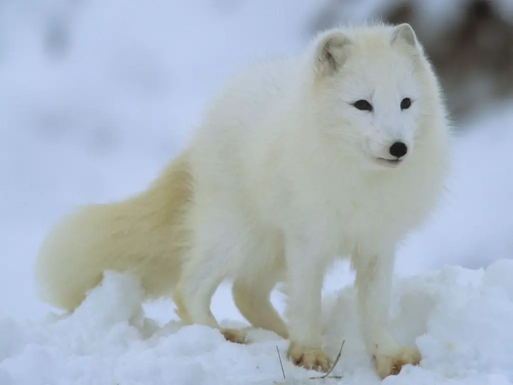 Arctic Fox Population