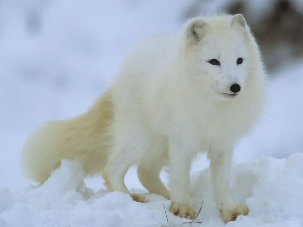 How many arctic foxes are left in the world - Arctic Fox Population