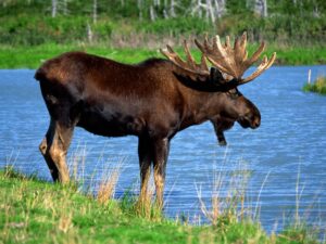 Are Moose Endangered