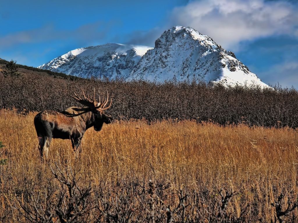 Are moose endangered in Alaska