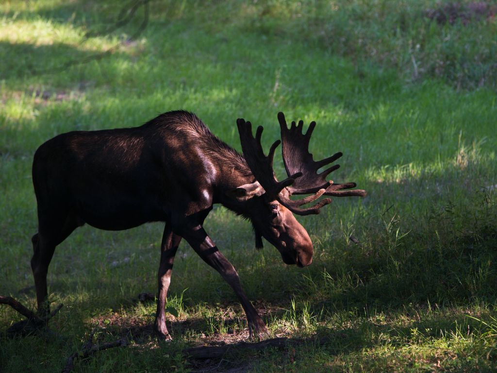 Are moose endangered in the US