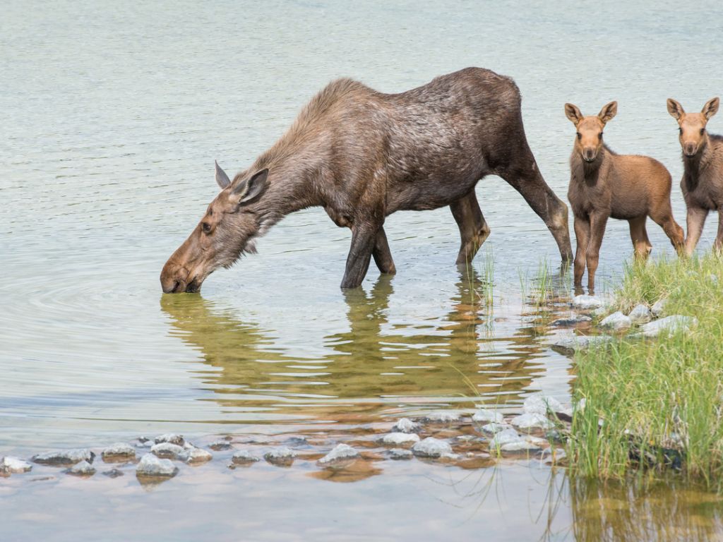 Are moose protected in USA