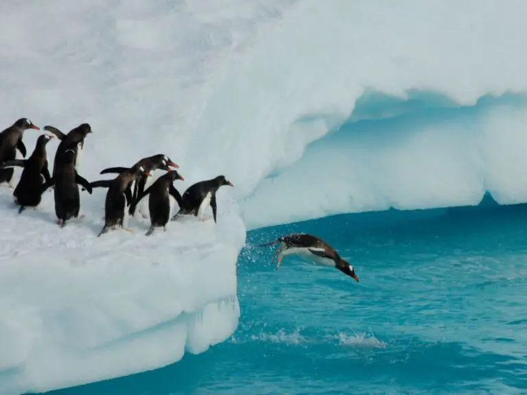 Adaptations of a Penguin - Behavioral, Structural & Physiological ...