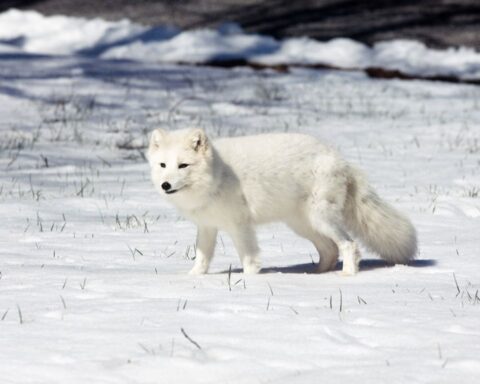 How many arctic foxes are left in the world