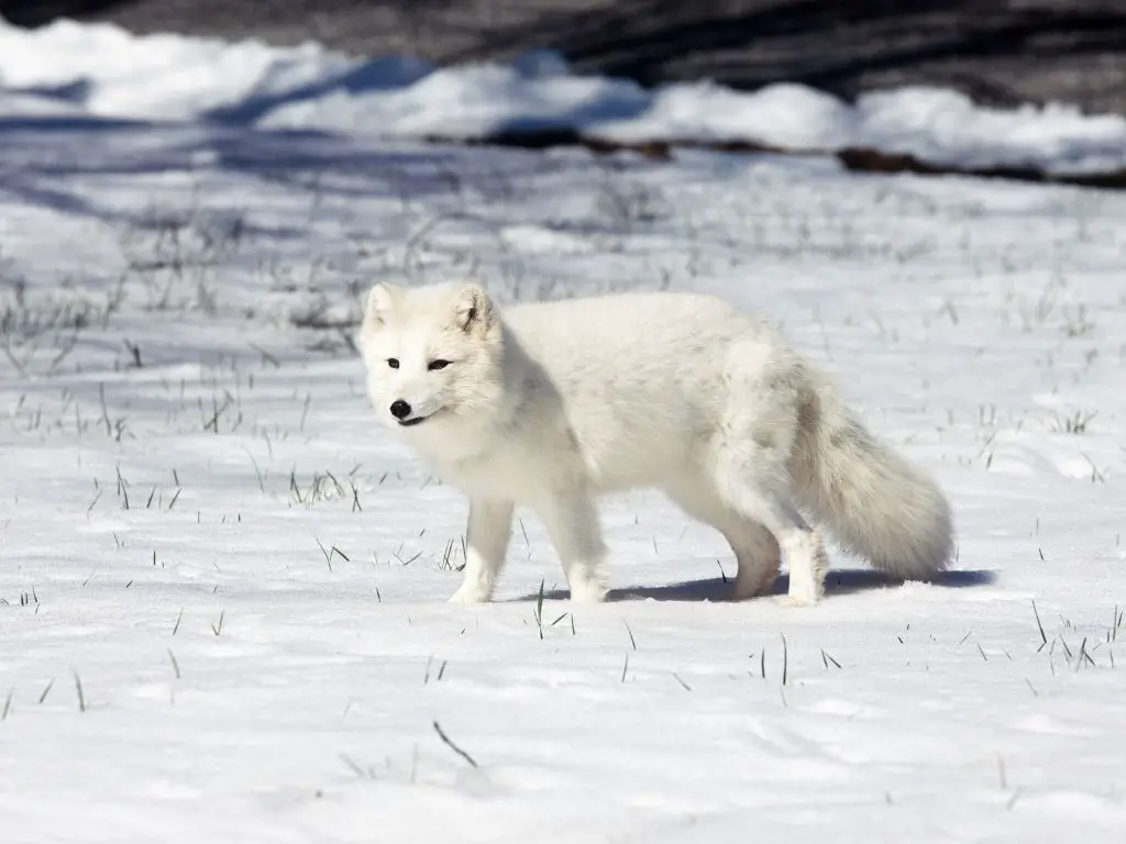 How many arctic foxes are left in the world