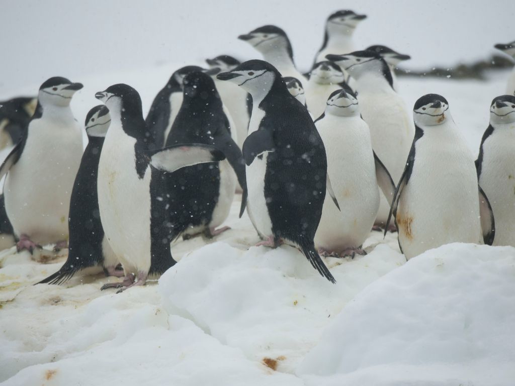 Huddling and group living of penguins