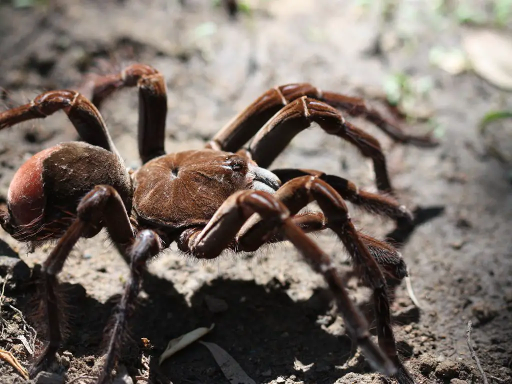 Mythology and Cultural Significance of the Goliath Bird-Eating Spider