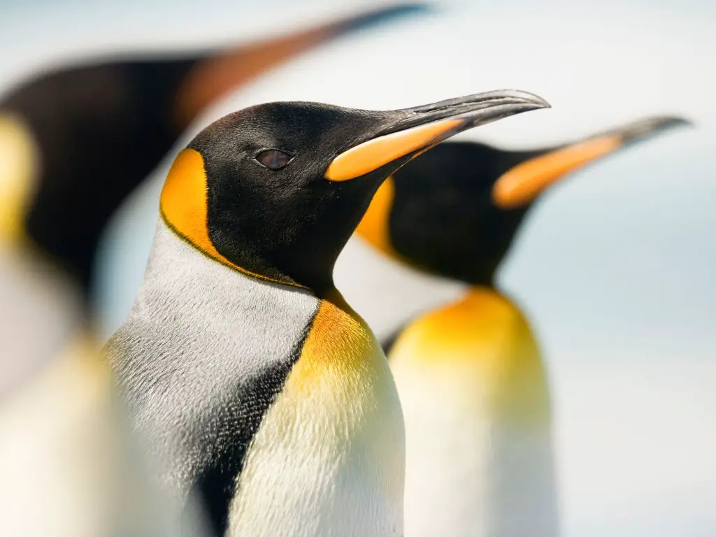 Penguin Beak