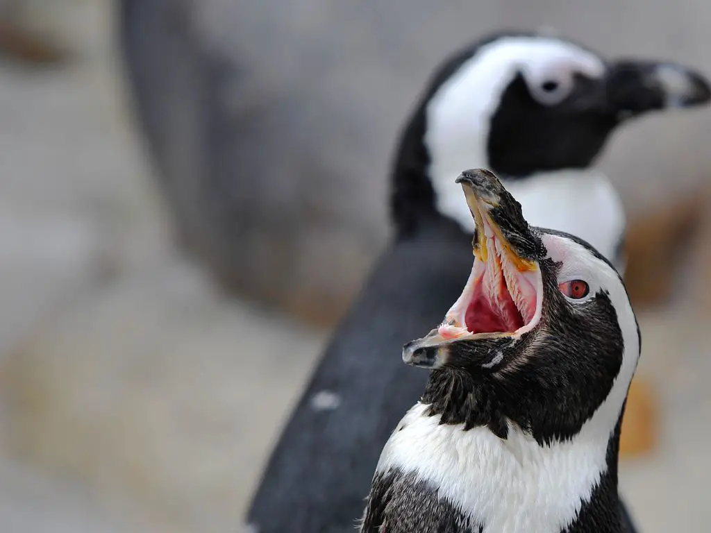 Penguin Communication