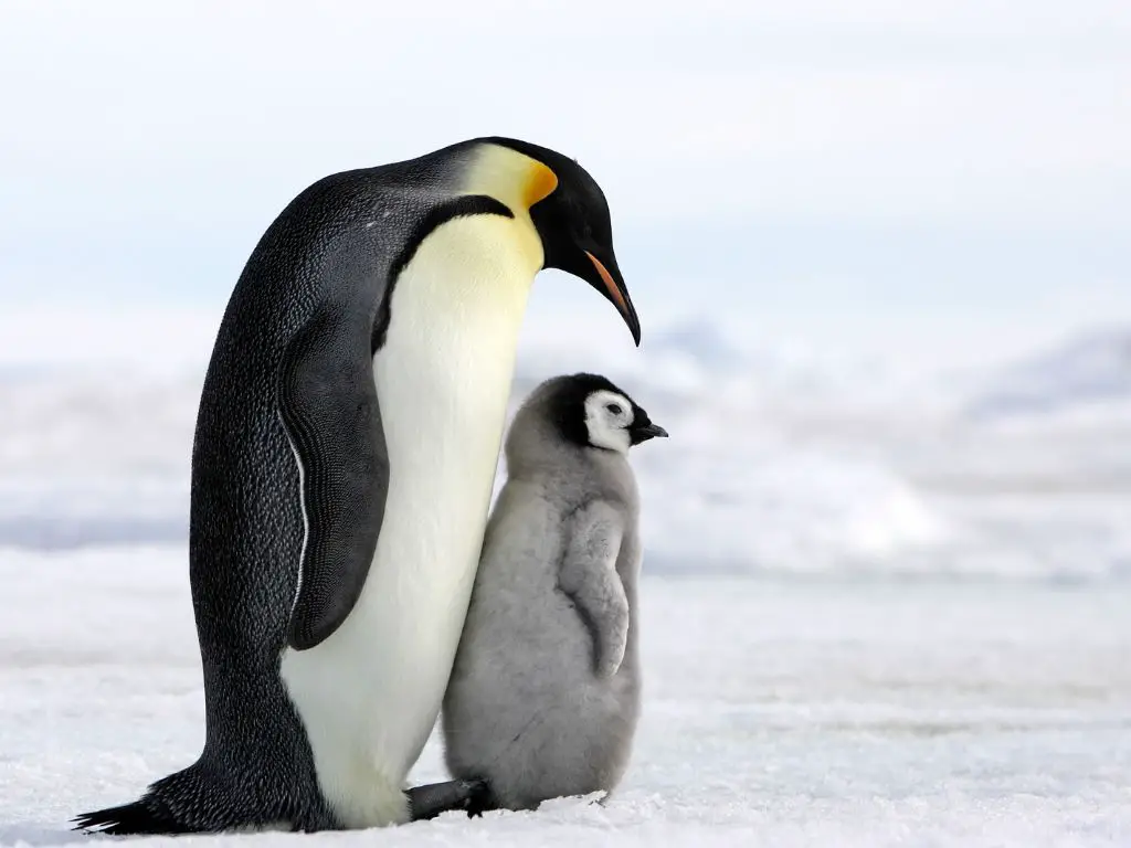 Penguin Nesting