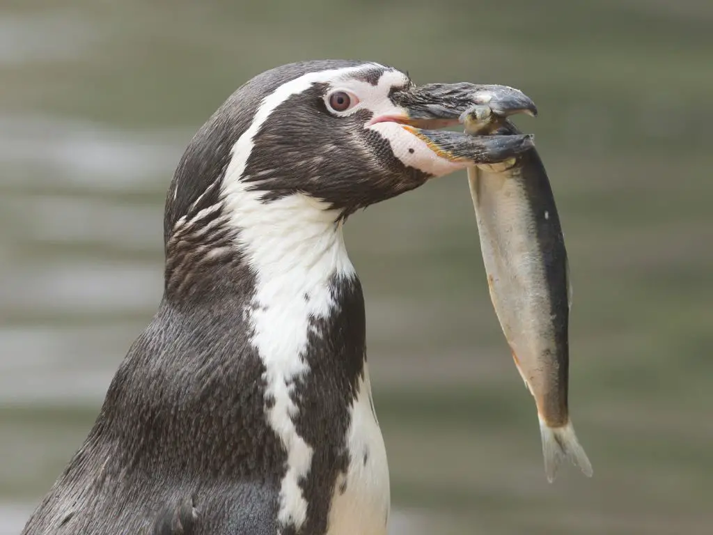 Penguin eating fish