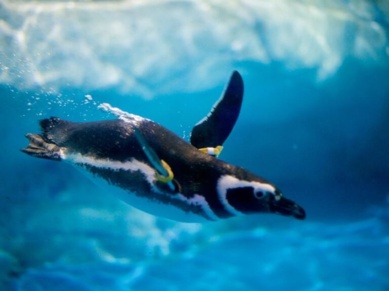 Adaptations of a Penguin - Behavioral, Structural & Physiological ...