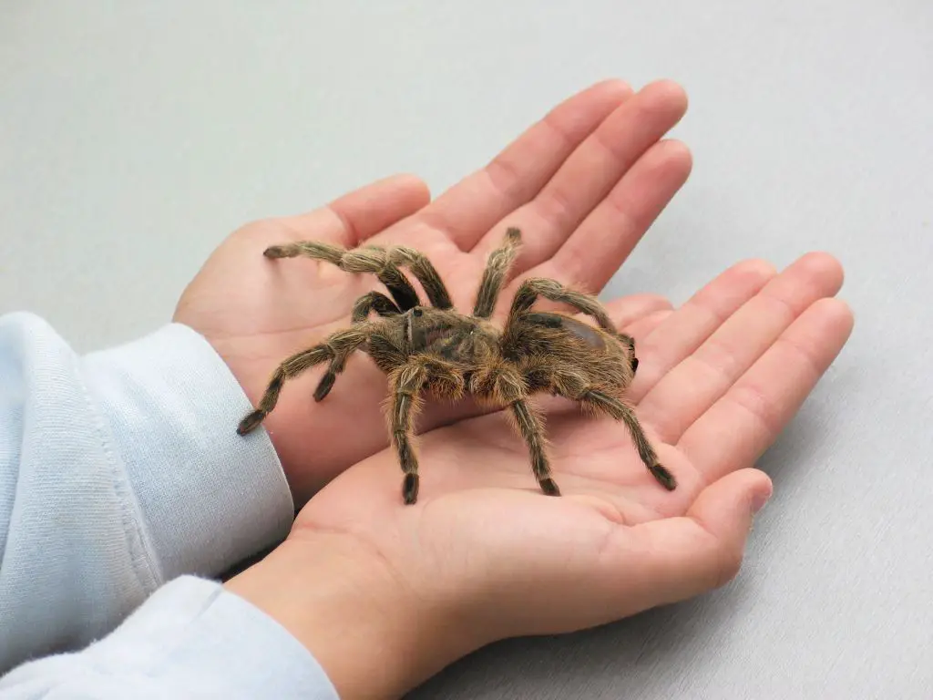 The Biggest Spider In The World