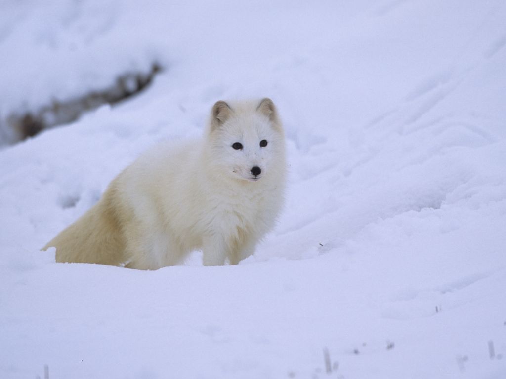 What countries have the most arctic foxes