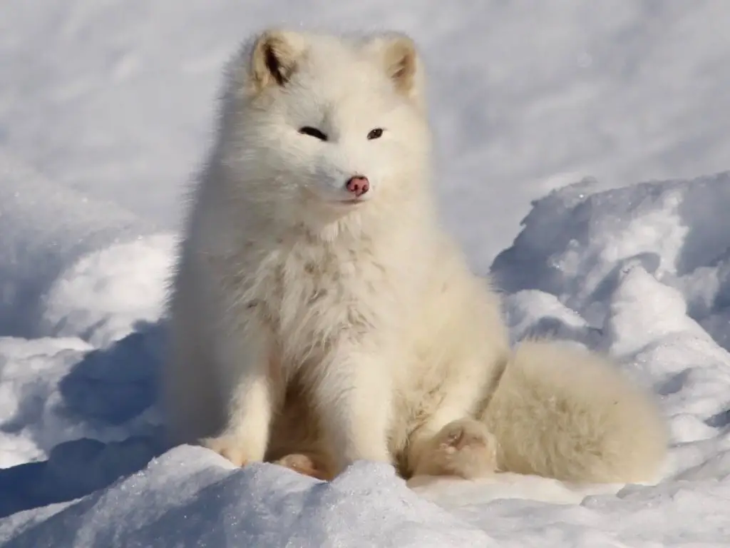 What is being done to protect arctic foxes