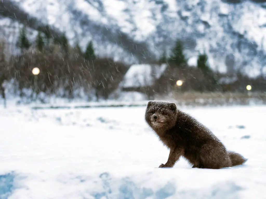 How many arctic foxes are left in the world - Arctic Fox Population