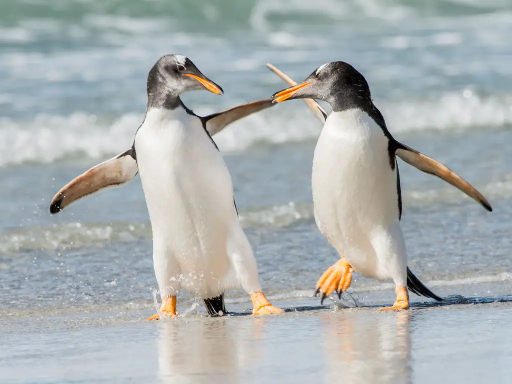 penguins Waddling