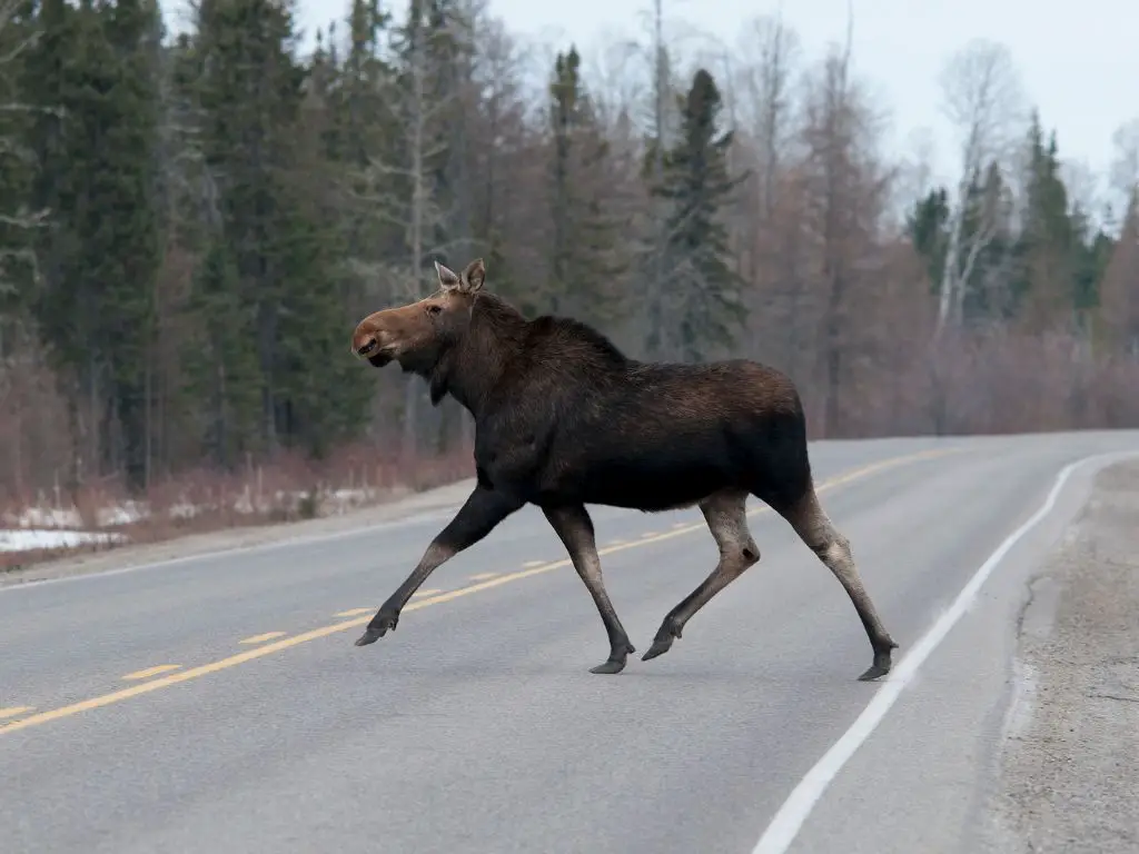 road mortality of moose