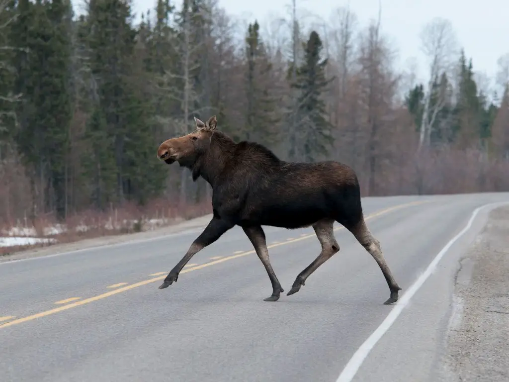 Are Moose Endangered Are moose protected species Zooologist