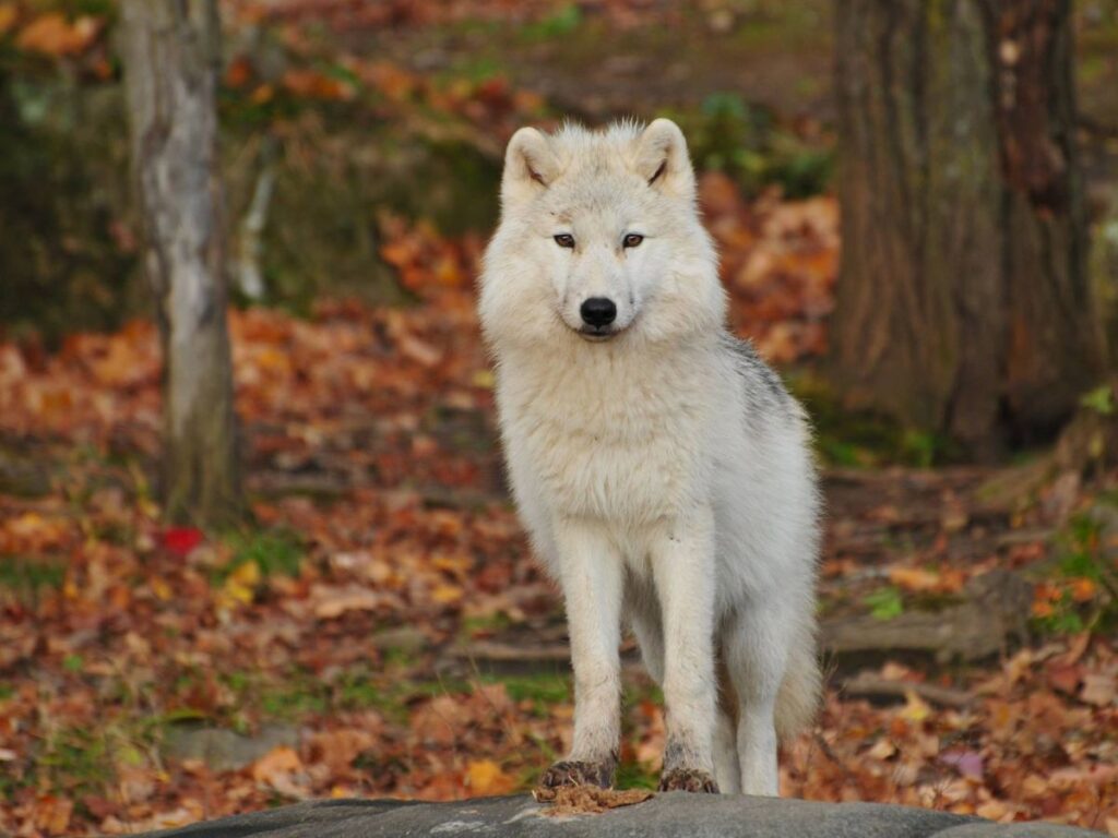 Physiological Adaptations Of wolf