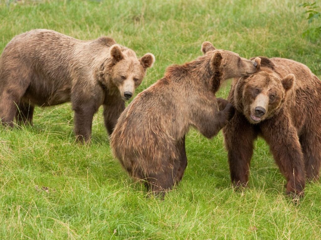 Grizzly bear playing