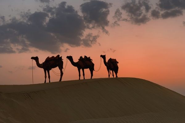 Adaptations Of A Camel