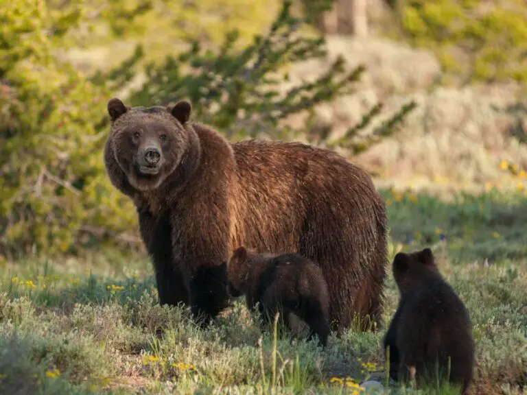 Adaptations Of A Grizzly Bear - Behavioral, Structural & Physiological ...