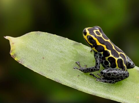 Poison Dart Frog Adaptations : Physiological, Behavioral, And 