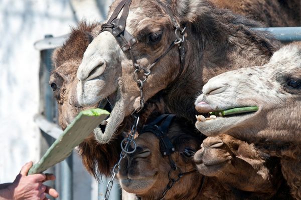 Foraging and dietary habits of camel